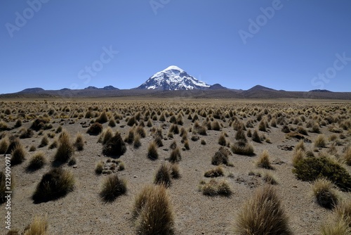 Salaam volcano with ichu grass (Stipa ichu) in Sajama National Park, Altiplano, border to Bolivia, Chile, South America