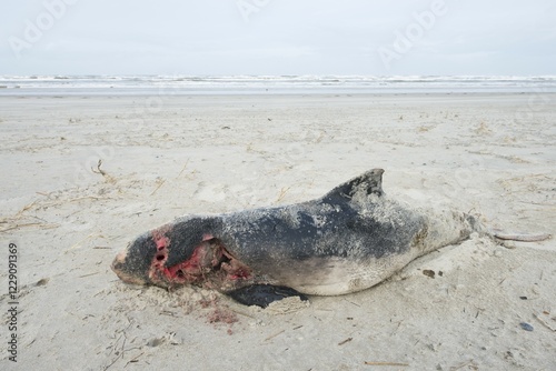 Dead harbor porpoise (Phocoena phocoena) washed ashore on the beach, stranded, Langeoog, East Frisia, Lower Saxony, Germany, Europe