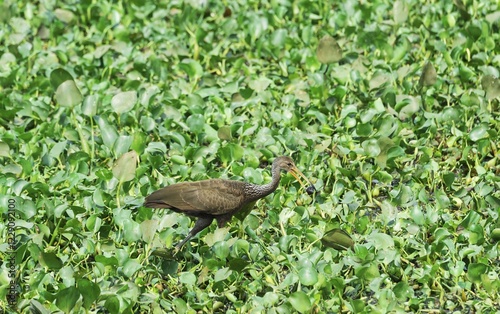 Limpkin (Aramus guarauna) feeding on snail, Pantanal, Mato Grosso, Brazil, South America photo