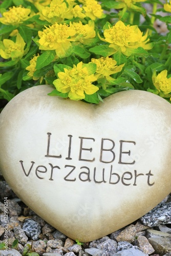 Heart of stone with the inscription Liebe verzaubert, in front of Stained spurge (Euphorbia epithymoides) photo