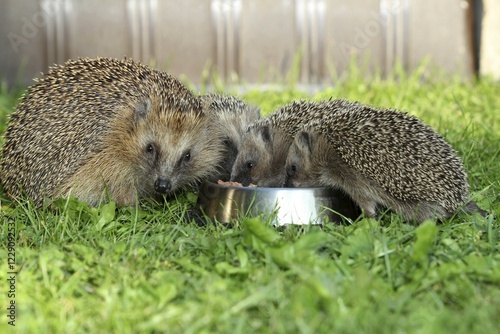 Hedgehog (Erinaceus europaeus), female and young animals, 4 weeks, feeding from feeding bowl in the garden, Allgäu, Bavaria, Germany, Europe