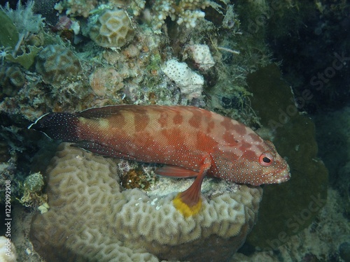 Yellowfin hind (Cephalopholis hemistiktos), Dive Site House Reef, Mangrove Bay, El Quesir, Egypt, Red Sea, Africa photo