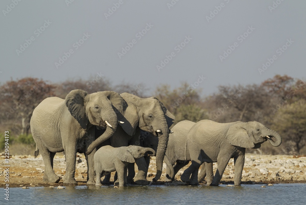 Obraz premium African elephant (Loxodonta africana), breeding herd at waterhole, Etosha National Park, Namibia, Africa