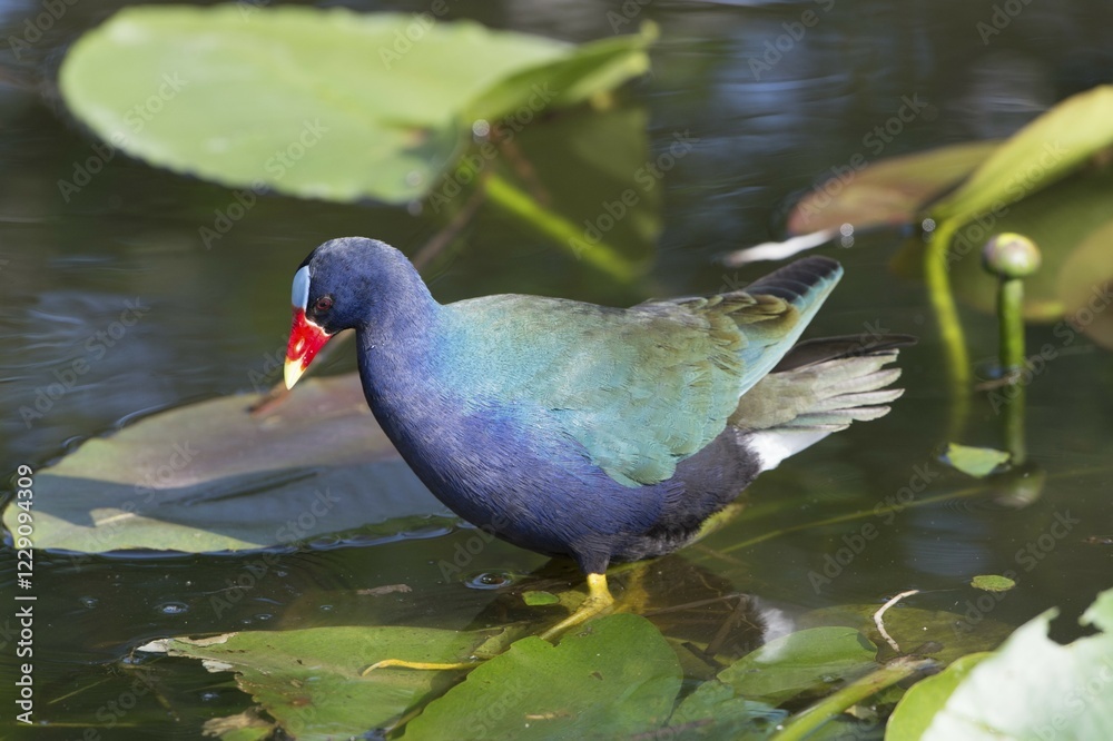 Purple Swamphen (Porphyrio Porphyrio) in the water, Florida, USA, North America