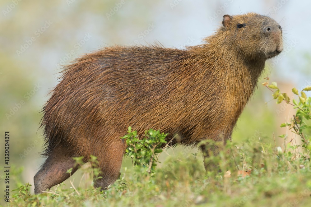 Capybara (Hydrochaeris hydrochaeris), Pantanal, Mato Grosso, Brazil, South America