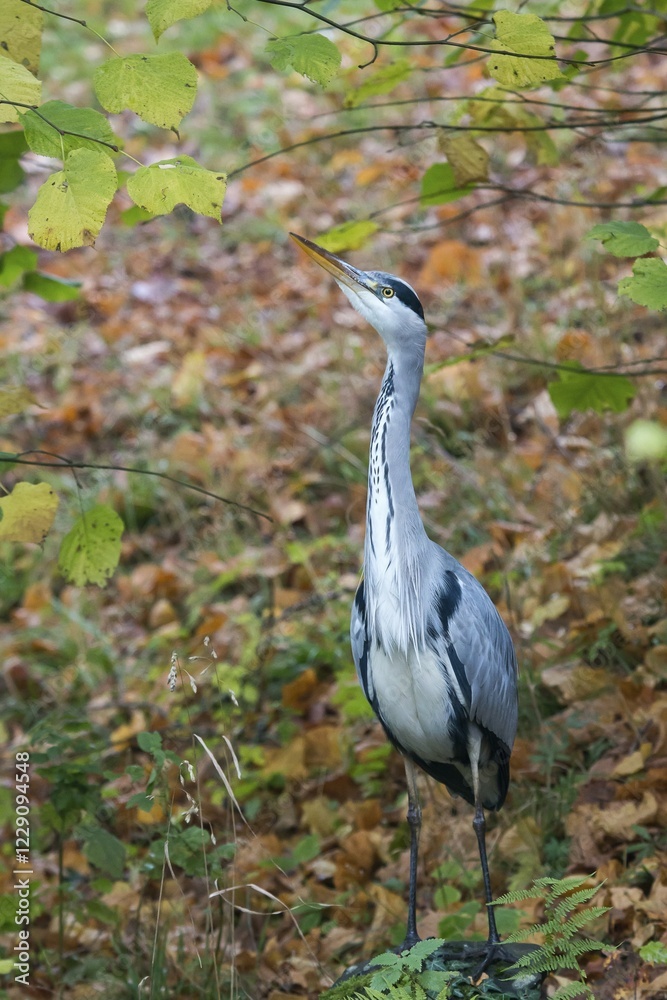 Grey heron (Ardea cinerea) amongst autumn leaves, North Hesse, Germany, Europe Grey heron (Ardea cinerea) amongst autumn leaves, North Hesse, Germany, Europe