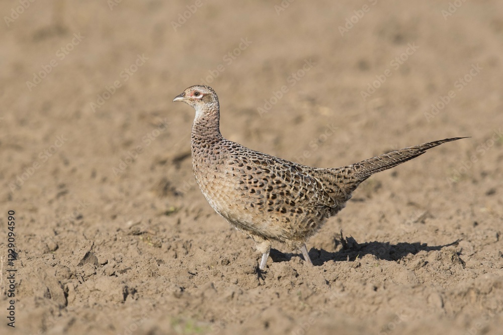 Pheasant (Phasianus colchicus), female, Emsland, Lower Saxony, Germany, Europe Pheasant (Phasianus colchicus), female, Emsland, Lower Saxony, Germany, Europe