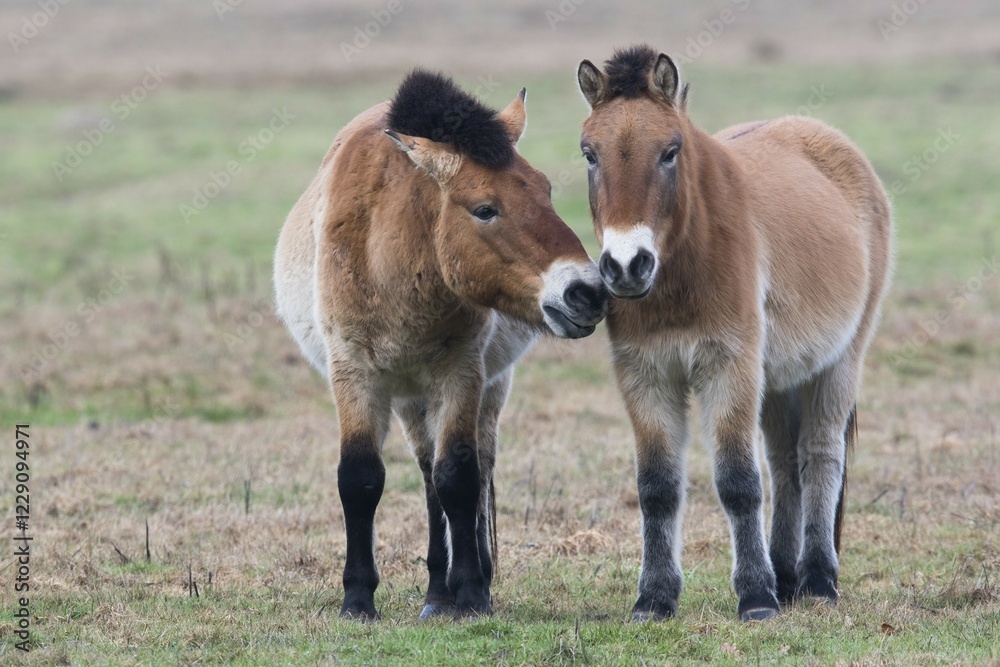 Fototapeta premium Przewalski's horses (Equus ferus przewalskii) get a whiff of each other, Emsland, Lower Saxony, Germany, Europe
