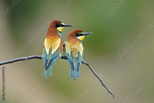 Two bee-eaters (Merops apiaster), animal pair sitting on branch, Rhineland-Palatinate, Germany, Europe photo