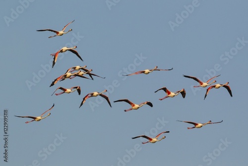 Greater Flamingo (Phoenicopterus roseus), flock flying, Ebro Delta Nature Reserve, Tarragona province, Catalonia, Spain, Europe photo