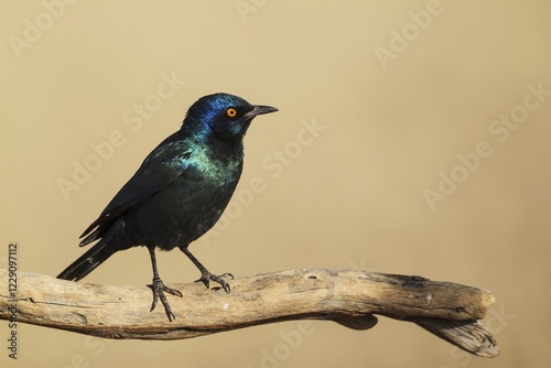 Cape Glossy Starling (Lamprotornis nitens), Kalahari Desert, Kgalagadi Transfrontier Park, South Africa, Africa photo