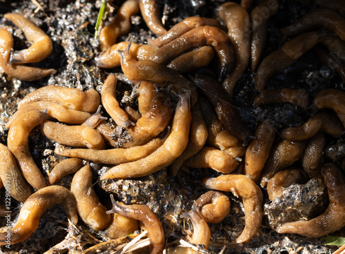 A bunch of slimy creatures are crawling on the ground photo