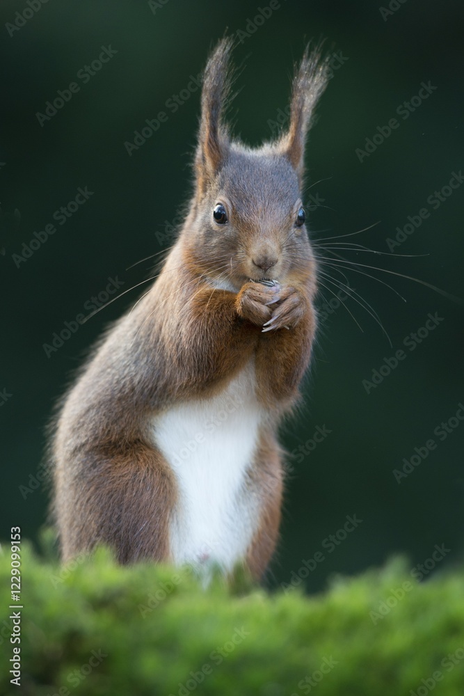 Red Squirrel (Sciurus vulgaris), Emsland, Lower Saxony, Germany, Europe Red Squirrel (Sciurus vulgaris), Emsland, Lower Saxony, Germany, Europe