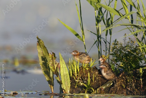 Black tern (Chlidonias niger), three chicks in their nest, Nature Park Peental, Mecklenburg-Western Pomerania, Germany, Europe photo
