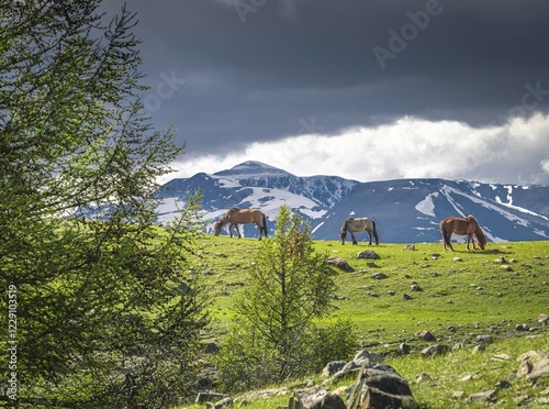 Summer horse life in a natural paradise. Western Mongolia