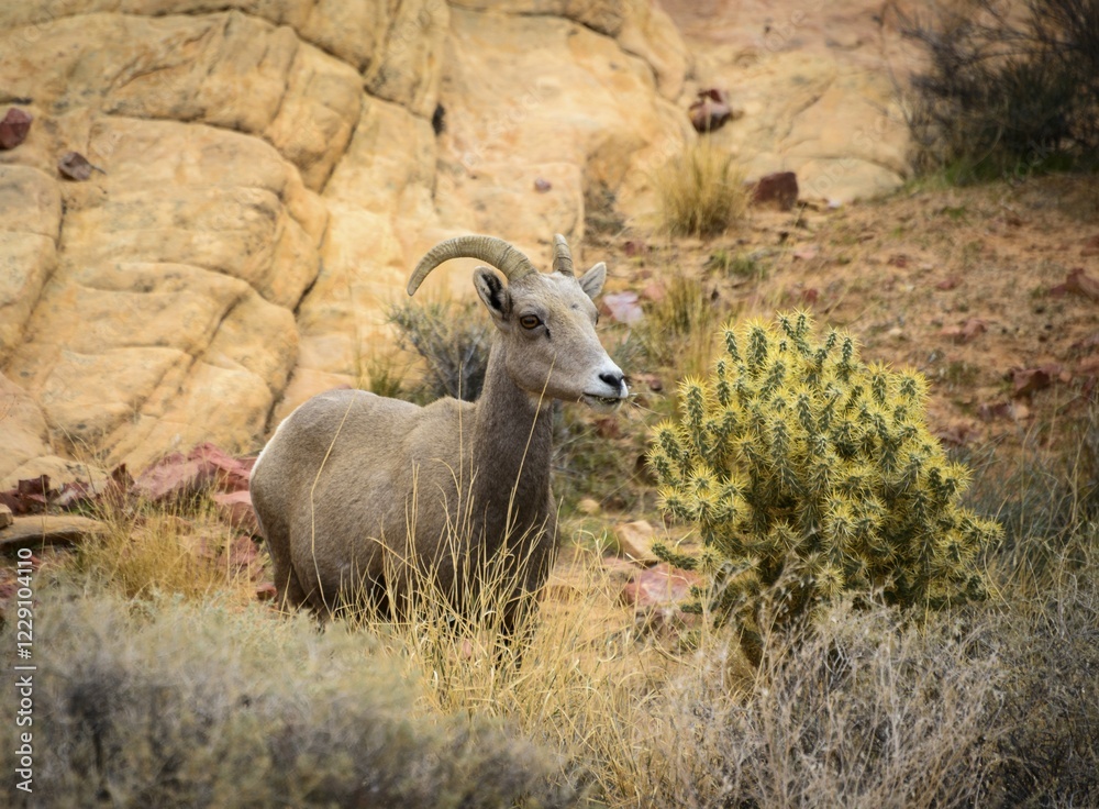 Desert bighorn sheep (Ovis canadensis nelsoni), adult stands next to Teddy-bear cholla (Opuntia bigelovii), adult, Rainbow Vista, Mojave Desert, Valley of Fire State Park, Nevada, USA, North America Desert bighorn sheep (Ovis canadensis nelsoni), adult stands next to Teddy-bear cholla (Opuntia bigelovii), adult, Rainbow Vista, Mojave Desert, Valley of Fire State Park, Nevada, USA, North America