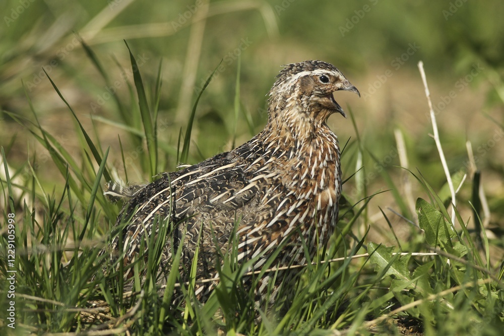 Common quail (Coturnix coturnix) Cock performs courtship display and calls in field, Lower Austria, Austria, Europe Common quail (Coturnix coturnix) Cock performs courtship display and calls in field, Lower Austria, Austria, Europe