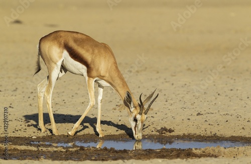 Springbok (Antidorcas marsupialis), female, drinking at a waterhole, Kalahari Desert, Kgalagadi Transfrontier Park, South Africa, Africa photo