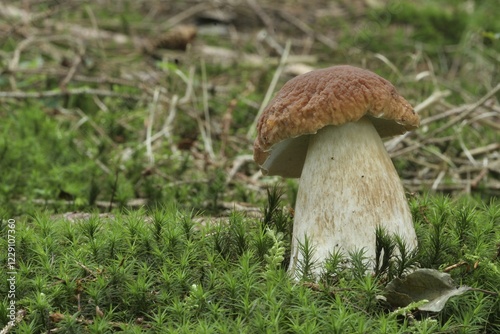 Porcini mushroom (Boletus edulis) in forest moss