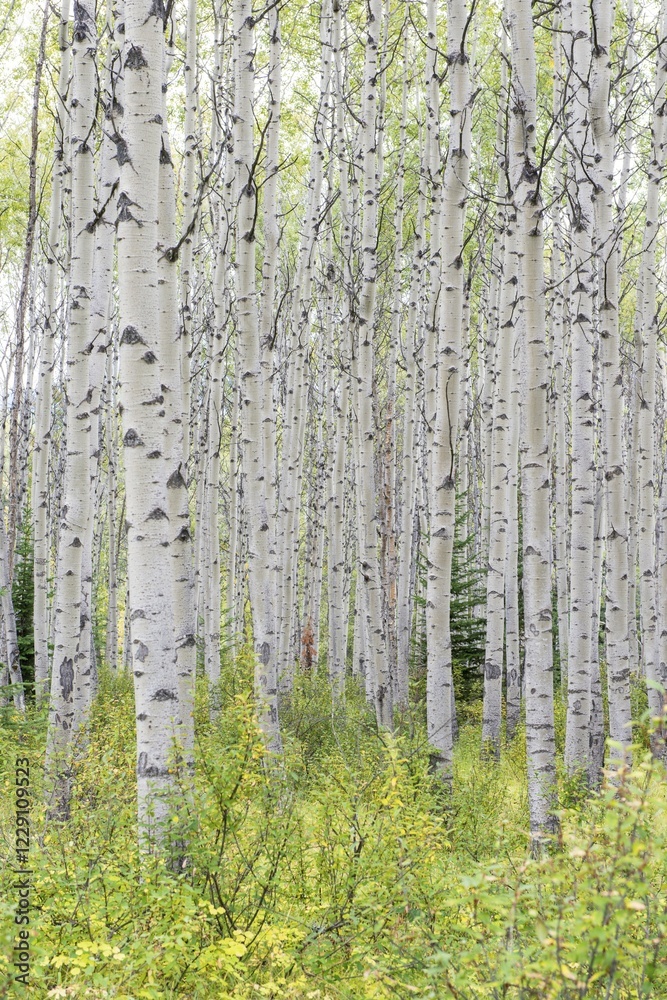 Fototapeta premium Aspen (Populus tremula), forest, Jasper National Park, UNESCO World Heritage Site, Alberta Province, Canada, North America