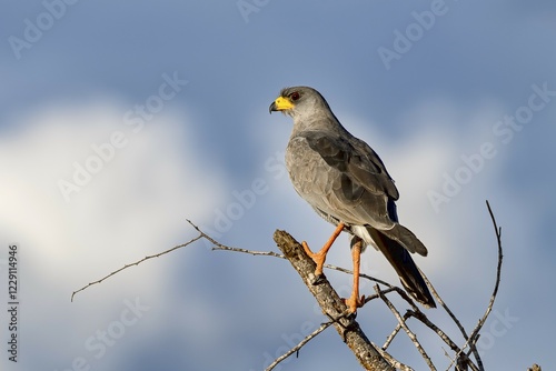 Eastern Chanting Goshawk (Melierax poliopterus), Tsavo West National Park, Kenya, East Africa, Africa photo