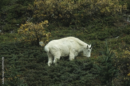 Rocky Mountain Goat (Oreamnos americanus), Jasper National Park, Alberta, Canada, North America photo