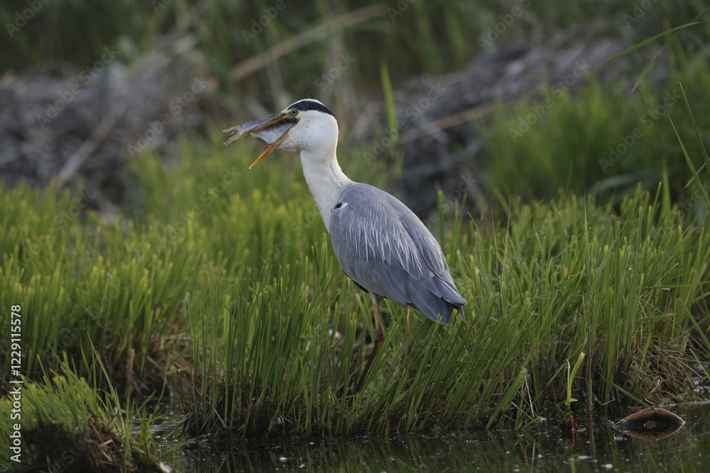 Grey Heron (Ardea cinerea) adult bird swallowing a fish Grey Heron (Ardea cinerea) adult bird swallowing a fish
