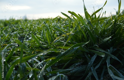 Bild auf Leinwand ield, grass, sky, green, nature, agriculture, plant, corn, summer, farm, blue, m