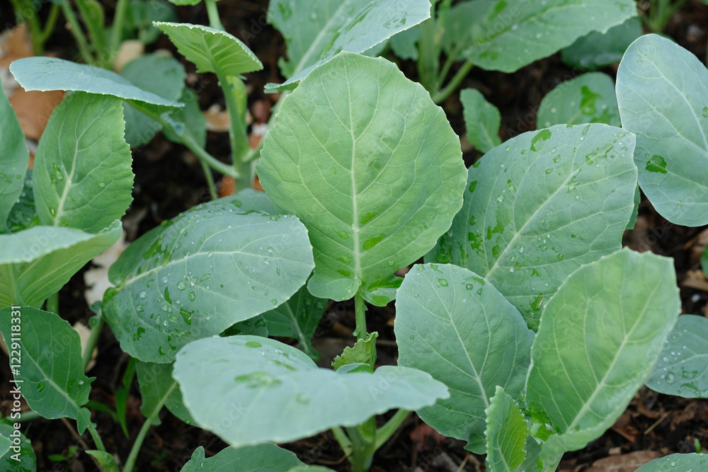 Obraz premium Organic Kale. Vegetable plot in the house. Organic vegetable plot garden of Vegetable plot in the house.