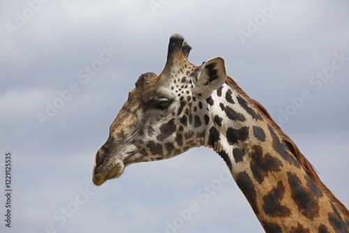 Giraffe (Giraffa camelopardalis), portrait, Tarangire National Park, Tanzania, Africa photo