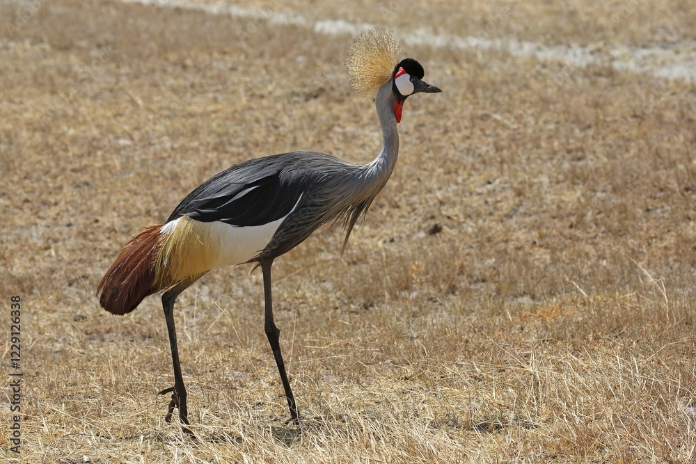 Fototapeta premium Grey-necked crowned crane (Balearica regulorum) in dry grassland, Ngorongoro crater, Serengeti, Tanzania, Africa