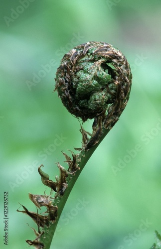 Lady Fern, North Rhine-Westphalia, Germany (Athyrium filix-femina) photo