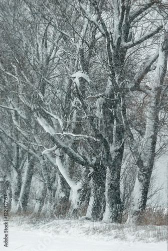 Snow covered deciduous trees, Schleswig-Holstein, Germany, Europe