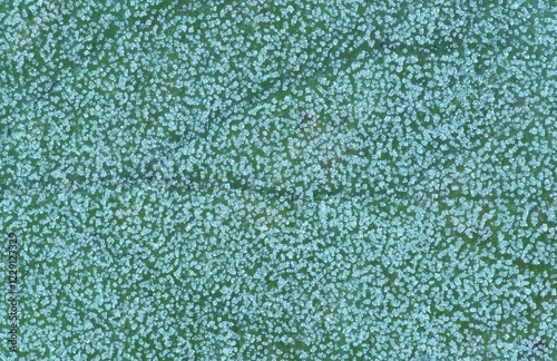 Ice structures on leaf, Germany, Europe