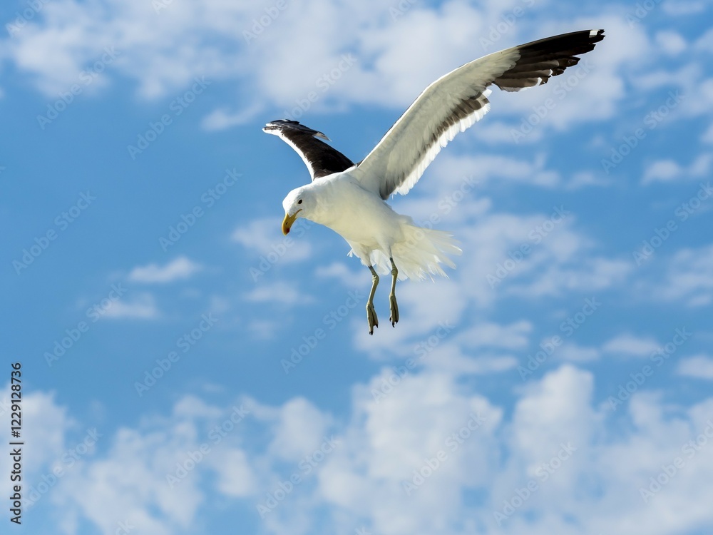 Kelp Gull (Larus dominicanus) in flight, Walvis Bay, Erongo Region, Namibia, Africa Kelp Gull (Larus dominicanus) in flight, Walvis Bay, Erongo Region, Namibia, Africa