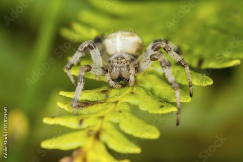 Four spotted orb weaver spider (Araneus quadratus), on fern, South Wales, United Kingdom, Europe photo