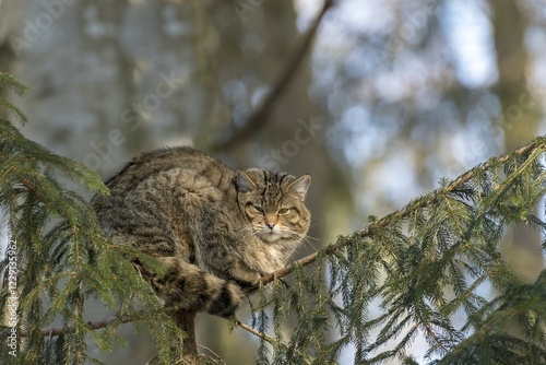 Wildcat (Felis silvestris) dozes in a tree, captive, Bavaria, Germany, Europe photo