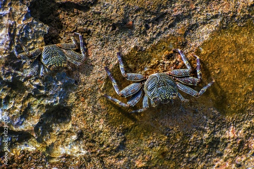 Sally-light-foot crab (Grapsus albolineatus), Wakatobi Dive Resort, Sulawesi, Indonesia, Asia photo