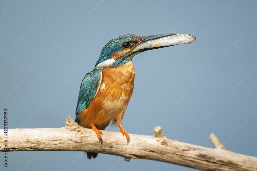 Fototapeta premium Common kingfisher (Alcedo atthis) with fish, Spree near Cottbus, State of Brandenburg, Germany, Europe