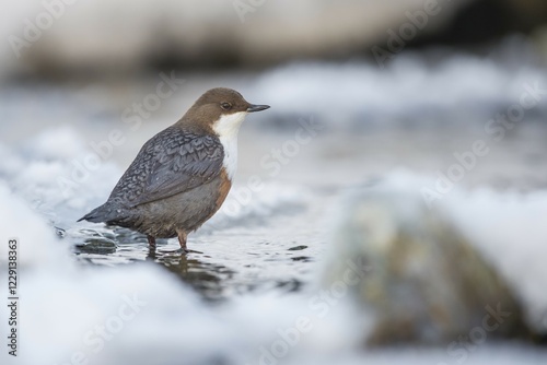 White-throated Dipper (Cinclus cinclus) on stone in the mountain stream, winter, Stubai Valley, Tyrol, Austria, Europe photo