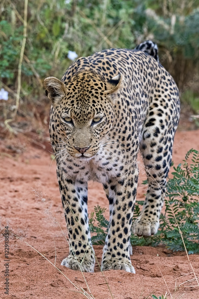 Leopard (Panthera pardus) marks territory, Tsavo West National Park, Kenya, Africa Leopard (Panthera pardus) marks territory, Tsavo West National Park, Kenya, Africa