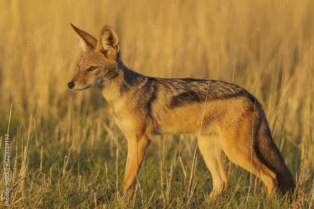 Fototapeta premium Black-backed Jackal (Canis mesomelas), walking in grassland, Kalahari Desert, Kgalagadi Transfrontier Park, South Africa, Africa