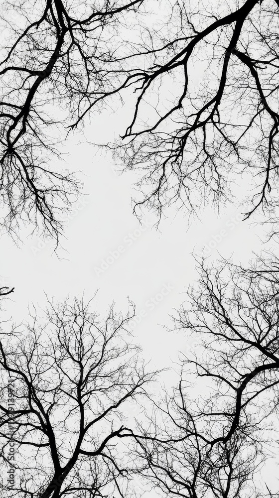 Bare Branches Against a Pale Sky Bare Branches Against a Pale Sky