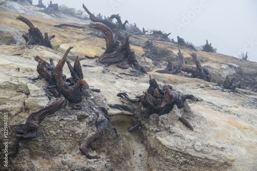 Charred roots on Ijen volcano ridge, Ijen crater, Banyuwangi, Jawa Timur, Indonesia, Asia