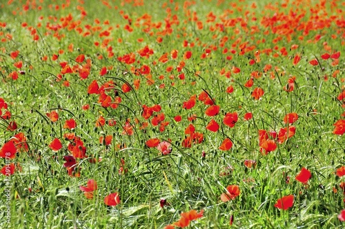 Poppies (Papaver rhoeas) growing in a wheat field, PublicGround photo