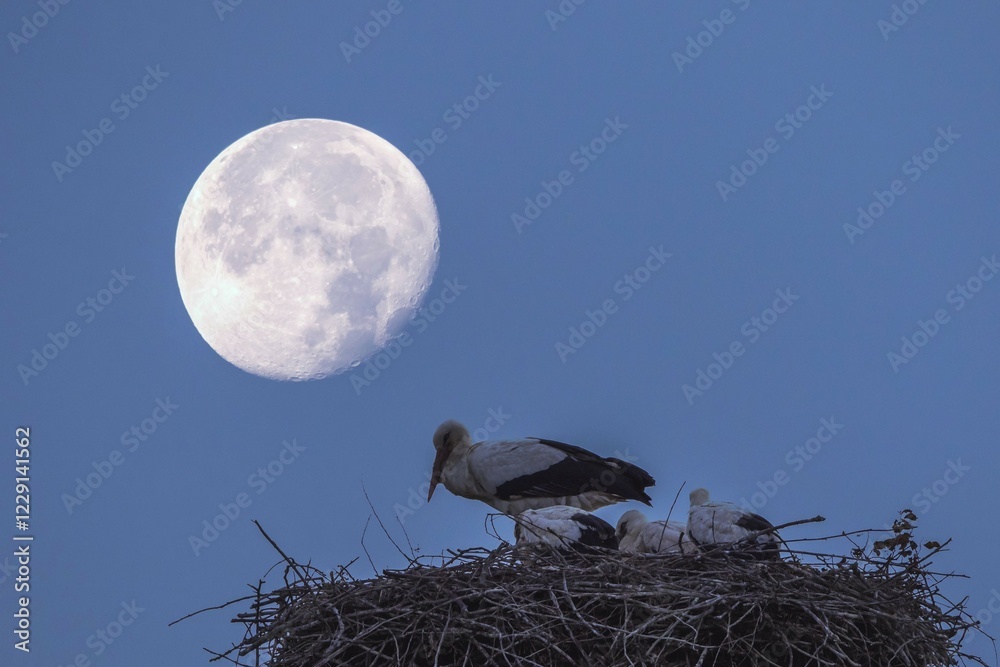 White stork (Ciconia ciconia) in the Stork Nest (Ciconia ciconia) in the moonlight, Hesse, Germany, Europe White stork (Ciconia ciconia) in the Stork Nest (Ciconia ciconia) in the moonlight, Hesse, Germany, Europe