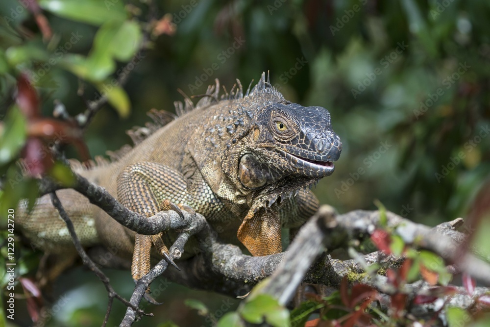 Green Iguana (Iguana iguana) on tree, Costa Rica, Central America Green Iguana (Iguana iguana) on tree, Costa Rica, Central America