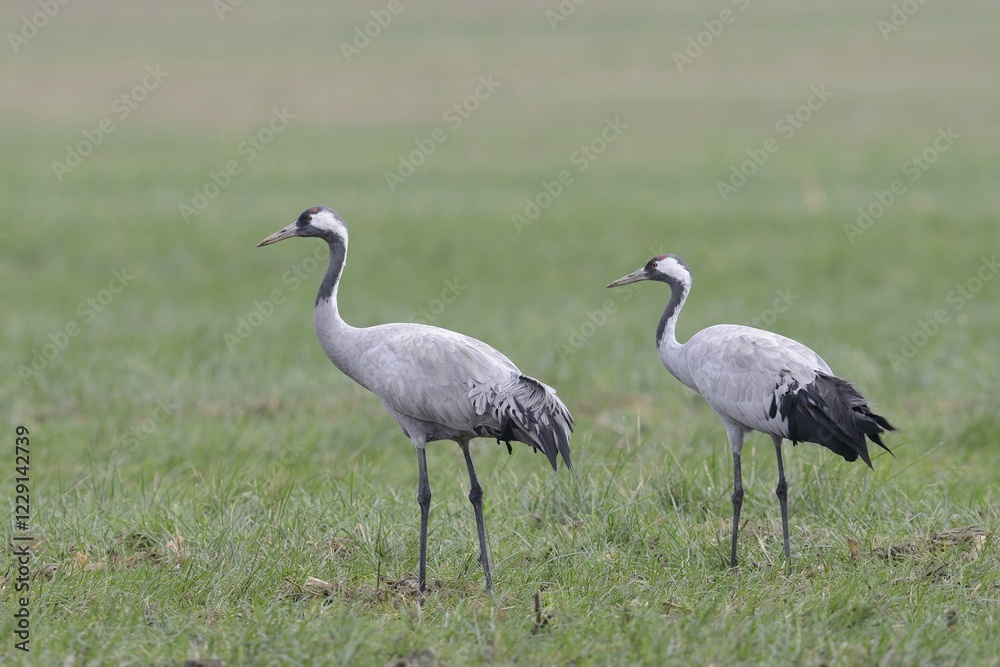 Common Cranes (Grus grus), Brandenburg, Germany, Europe Common Cranes (Grus grus), Brandenburg, Germany, Europe