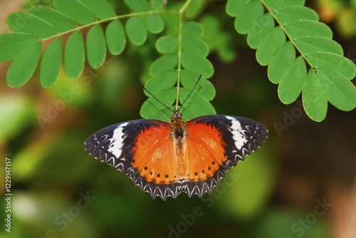 Leopard Lacewing (Cethosia cyane) sits on leaf of a moringa tree, Chiang Mai, Thailand, Asia photo