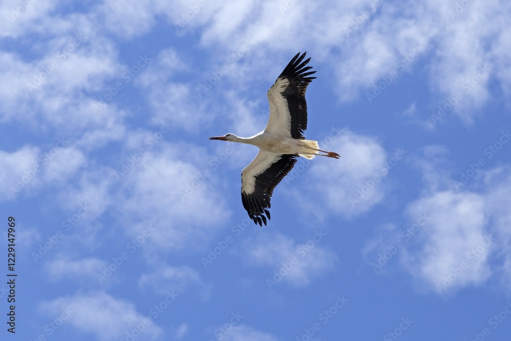 Fototapeta premium Flying white stork (Ciconia ciconia), Baden-Württemberg, Germany, Europe